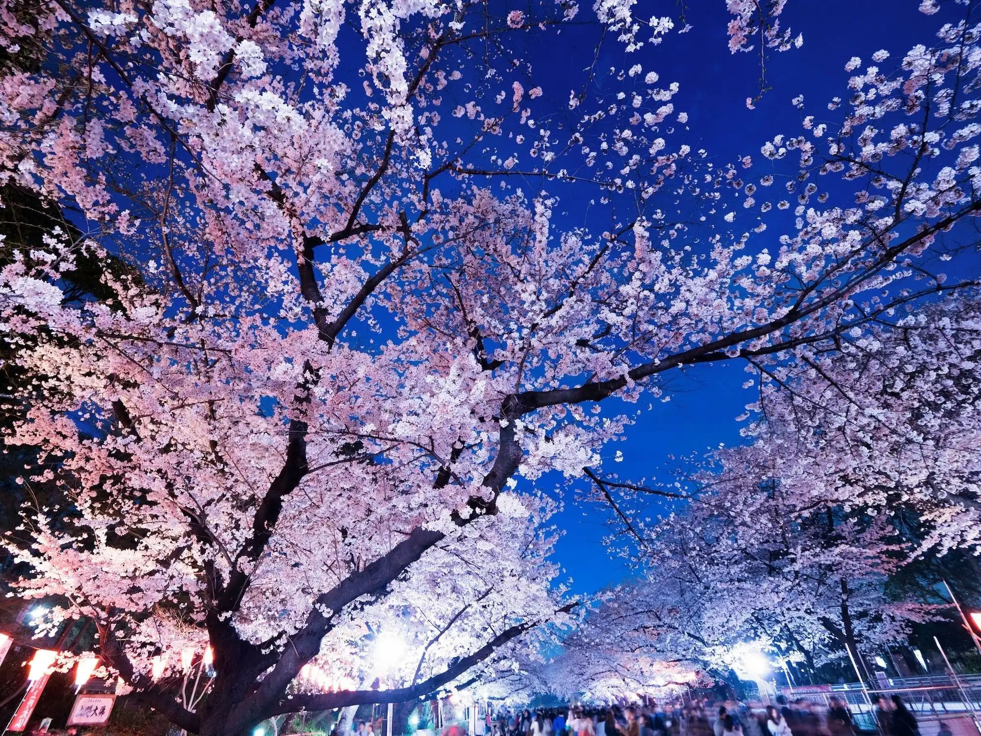 🏞️ 하치만야마 공원 이미지 7